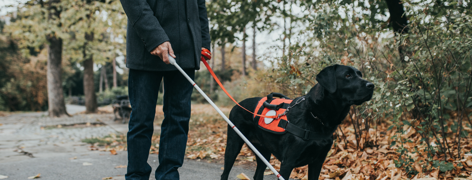 lower half of a white man wearing dark jeans outside. He is holding a white cane in one hand and leash for black guide dog in the other